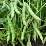 Healthy Black Beans Kidney Beans Organic Kashmiri Black Beans, Kashmiri Warimuth, Black Rajma, Kalo Razma